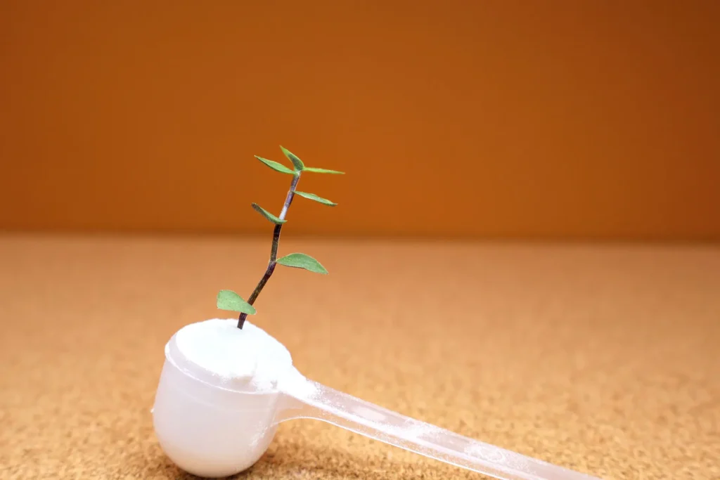 Una plantita crece en una cucharada de la fórmula Holiherb con Myo Inositol con Metilfolato sin D-Chiro